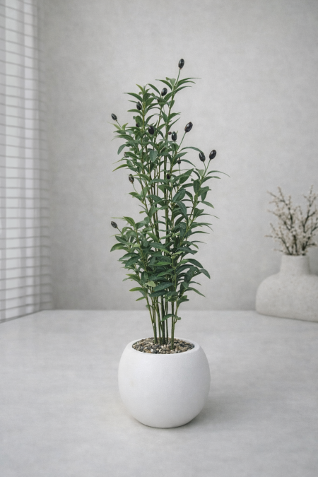 زيتون  قوار أبيض