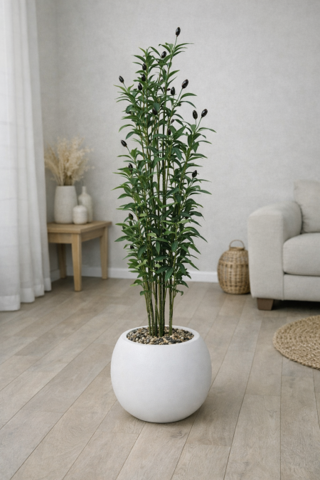 شجرة زيتون قوار أبيض