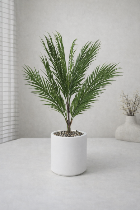 نخلة قوار أبيض