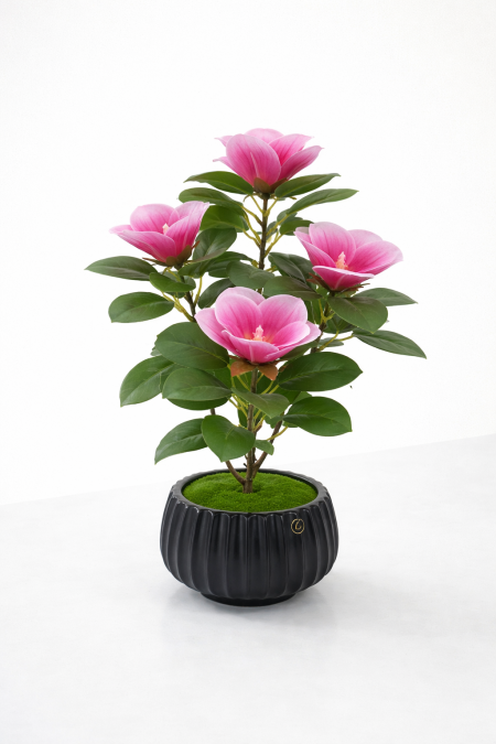 وردة الماغنوليا