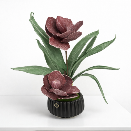 وردة بيوني (فاوانيا) - لون خمري